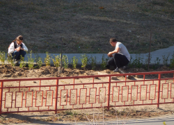 В Камышине службы благоустройства высаживают декоративный кустарник на 3-м городке