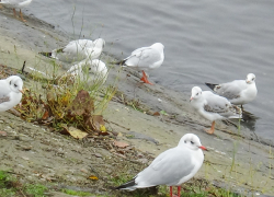В Волгоградской области объявили "желтый" уровень погодной опасности из-за тумана, а камышане любуются магией города в дымке (ВИДЕО)