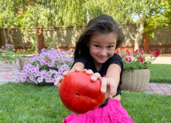 Не просто помидор, а «мясной»: хоть в салат, хоть на бутерброд! 