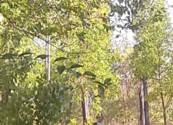 В Камышине парк Строителей превратился в темную чащу с подозрительными личностями под кустами, - камышанка