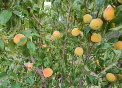 В Камышине местные персики подешевели до 150 рублей за килограмм