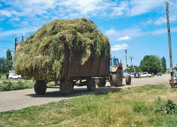 В Камышинском районе намерились заготовить 50 тысяч тонн сена