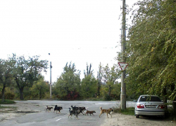 В Камышине пора устанавливать дорожные знаки "собачий переход", - камышанин