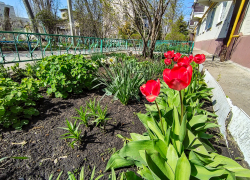 Бал тюльпанов наполнил Камышин маршами весны