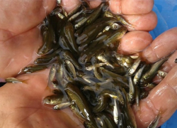 Более 13 миллионов мальков выпущено в водоемы Волгоградской области