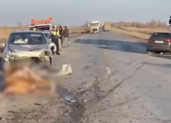 Трасса превратилась в кровавое месиво: Audi протаранила стадо коров в Волгоградской области (ВИДЕО)