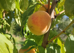 Порцию свежести ощутят в воздухе камышане 26 августа