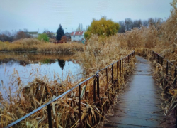 Камышовые джунгли у известного мостика на 3-м городке в Камышине опять грозят пожаром, - камышанка