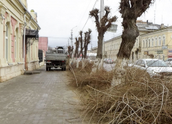 В Камышине досрочно начали стричь вязы? - камышанка