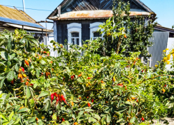 Массу домов в частном секторе Камышина, и не только, отключают от электричества местные энергетики