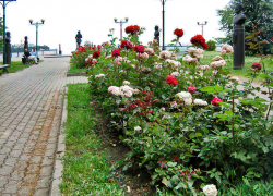 +32, солнечно и ясно: погода в Камышине 31 июля