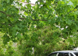 Почему пользователи не пожалели владельца автомашины, на которую упало дерево в Камышине