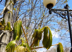 В Камышине скоро подует южный ветер и потеплеет, а сегодня, 25 апреля,  в прогнозе синоптиков стоят "снежинки"