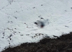 СК опубликовал видео обнаружения тела погибшей школьницы Айлиты Ли, которую сегодня, 31 марта, похоронят в Камышине (ВИДЕО)