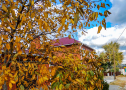 Густой туман с утра опустился на город, но днем проглянет солнце: погода в Камышине 15 ноября