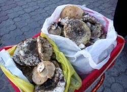 В Камышине грибники оккупировали леса, а в Волгограде следственное управление ведет проверку факта смерти отравившейся школьницы