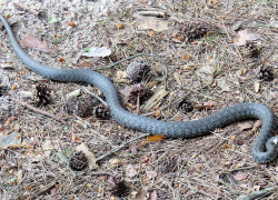 Камышанин сделал фото пробудившейся змеи, которую обнаружил в лесопитомнике