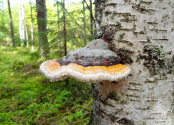 Камышинская административная газета "Диалог" распространила "инфобомбу" о лечении коронавируса... березовым грибом