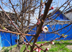 В Камышине раскрыли бутоны самые "нетерпеливые" абрикосовые деревья