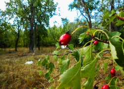 Камышин резко накрыла прохлада, но тепло еще вернется