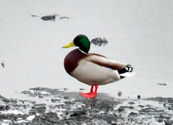 Дождливый понедельник пришел в Камышин