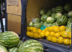 В Камышине первые дыни продаются вдвое дороже арбузов