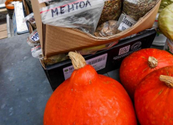 За что специалисты Роспотребнадзора воспели зимнюю тыкву