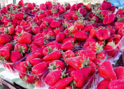 На камышинских рынках стартовал сезон продаж привозной клубники 