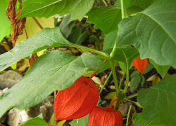 До 26 градусов тепла прогреется воздух в Камышине в последний день сентября на фоне шквалистого юго-восточного ветра