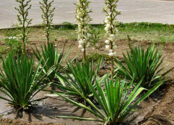 В Камышине на площади Героя России Александра Колгатина  распустилась сочинская юкка