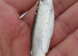 Невиданную для Волги рыбу поймал опытный волгоградский рыбак  