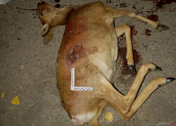 Оперативники проводят проверку в отношении браконьера, расстрелявшего косулю