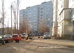 Чиновники советуют камышанам обходить стаи бродячих собак, как это сделать - не знает никто