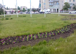 Озеленители "Благоустройства" начали высаживать цветники в Камышине