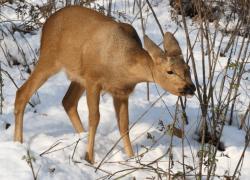 В селе Оленье, которое находится на трассе между Камышином и Волгоградом, браконьеры отрубили головы 24 косулям