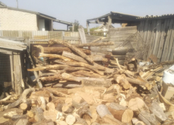 Дубы в Дубовском районе подрядился массово истреблять местный "любитель природы" - теперь попал под статью