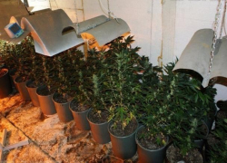 У жителя Камышинского района изъяли 37 кустов конопли 