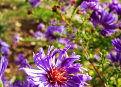 Теплый и солнечный день обещают синоптики камышанам сегодня, 9 ноября