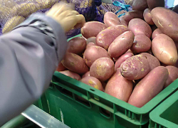 Камышане в шоке: в сетевых магазинах появилась картошка дороже 100 рублей за килограмм, а на рынках свекла - по 140!