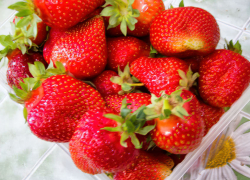 В Камышине сочинили песню про клубнику для рекламы продаж (ВИДЕО)