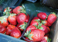В сеть "Пятерочка" в Камышине завезли "золотую" свежую клубнику