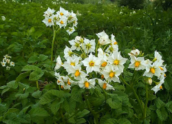 Камышинская городская прокуратура добилась от СОНТ «Газовик» раскрытия информации о регулируемом виде деятельности в сфере холодного водоснабжения