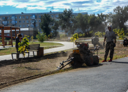 В Камышине в парке Текстильщиков взялись прокладывать пластиковые трубы для капельного полива