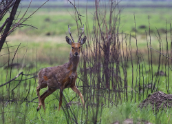 Дама-водитель на московской трассе налетела на косулю