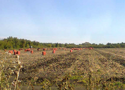 Камышане жалуются, что в этом сезоне наемным работникам на уборке овощей фермеры платят копейки