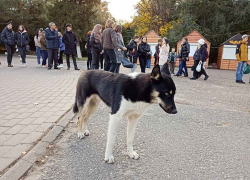 Станислав Зинченко уточнил перечень мест в Камышине, куда вход бездомным собакам "воспрещен"