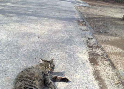 Сегодня лицезрел ужасную картину: на улице Гороховской в Камышине женщина в мусорку выкинула мешок с живым котом, - камышанин