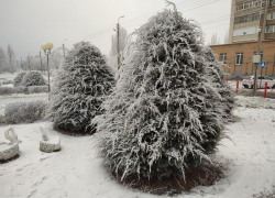 Легкий морозец без снега: погода в Камышине 29 декабря