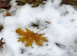 Мокрый снег и дождь накроют Камышин на весь день 13 января