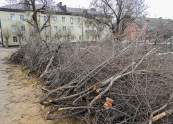 Вырубленные деревья на втором участке уберут? - камышанка